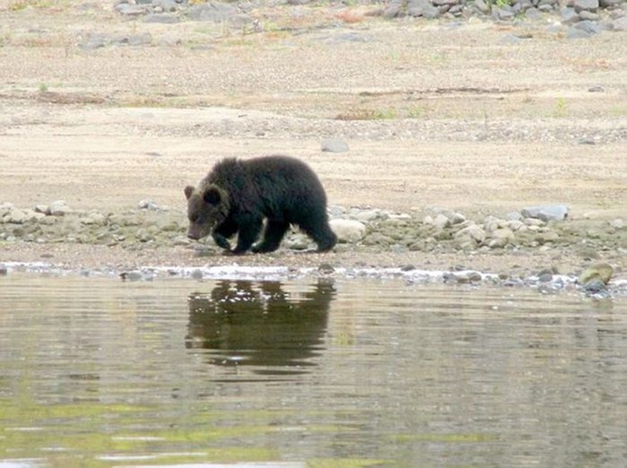 Как медведица прощается с медвежатами перед их вступлением во взрослую жизнь