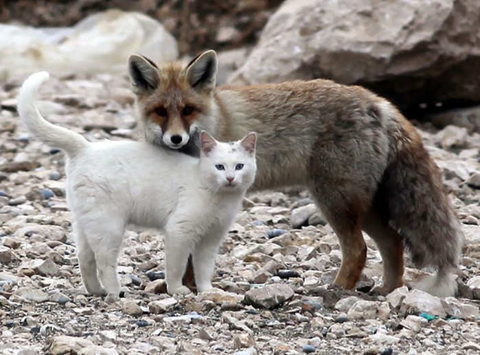 Чудо Природы: самая необычная дружба абсолютно разных животных