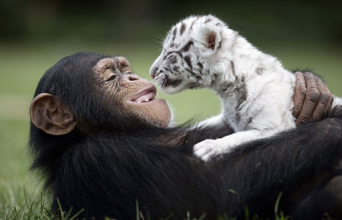 Чудо Природы: самая необычная дружба абсолютно разных животных