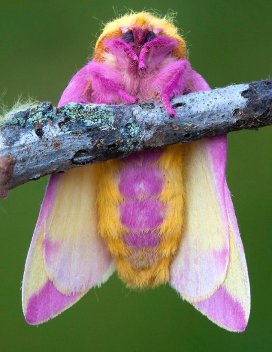 Неожиданно яркие животные с разноцветной расцветкой   очень красиво!