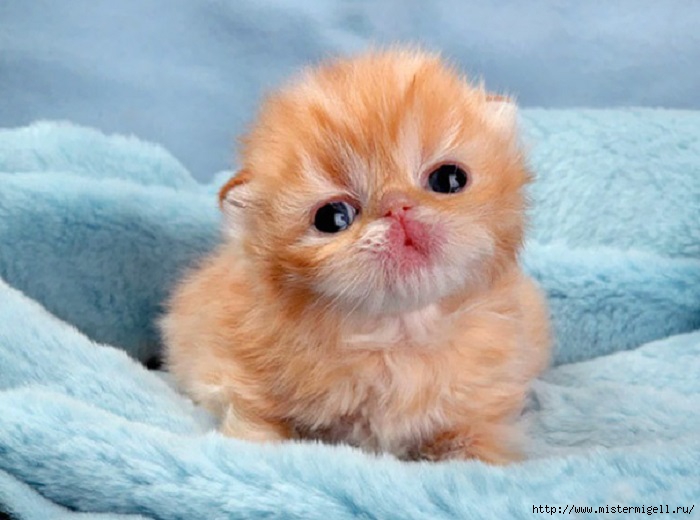 3085196_cutekittens20 (700x520, 154Kb)