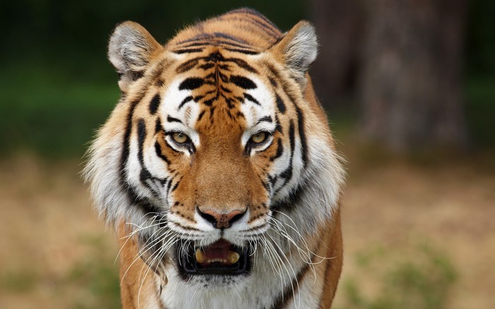 Самые сильные кошки: 40 интересных фактов о тиграх