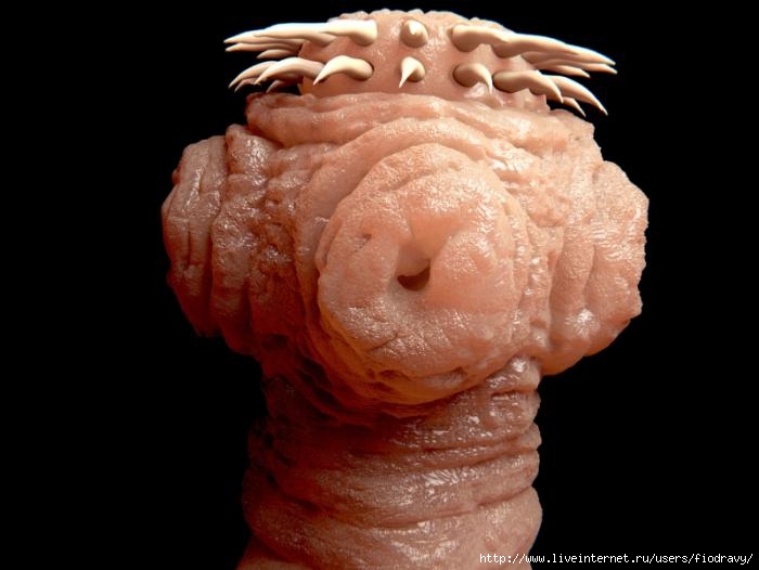 tapeworm (700x526, 117Kb)