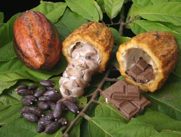 3985515_cacao_produces (630x480, 78Kb)