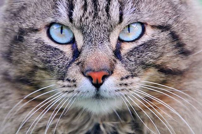 Секреты домашних любимцев: 20 любопытных фактов о кошках