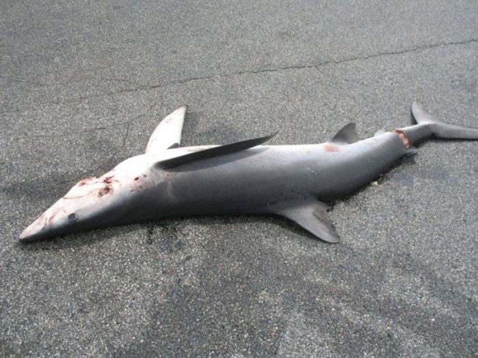 Акула упала с неба на стоянку Лонг Айленда
