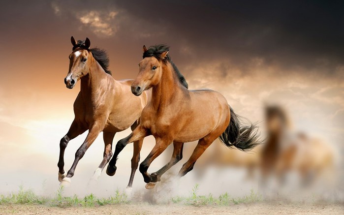 Умные, прекрасные и благородные животные: 30 фактов о лошадях