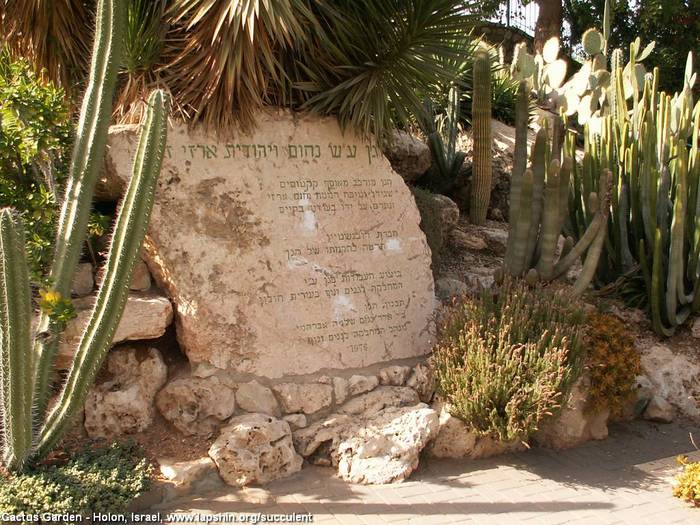 4638534_CactiPark6357HolonIsrael2010 (700x525, 86Kb)