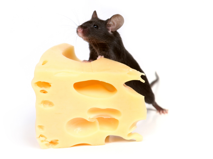 3085196_mouse_incentive744065 (700x525, 154Kb)