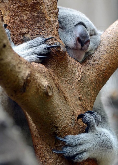 В мире животных   подборка фотографий, сделанных в зоопарках мира
