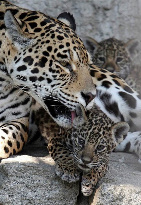 В мире животных: подборка фотографий, сделанных в зоопарках мира