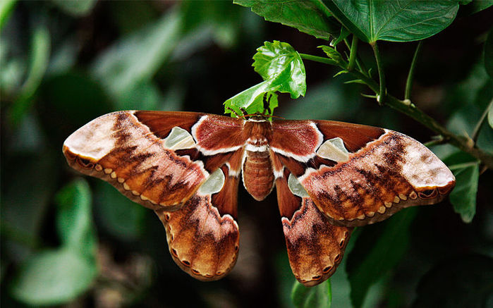 5345939_800pxAttacus_atlas_Fjaerilshuset_Stockholm (700x437, 77Kb)