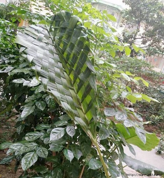 Как заплести лист пальмы (2) (552x601, 322Kb)