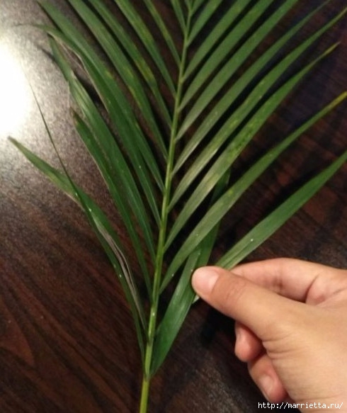 Как заплести лист пальмы (4) (490x583, 149Kb)