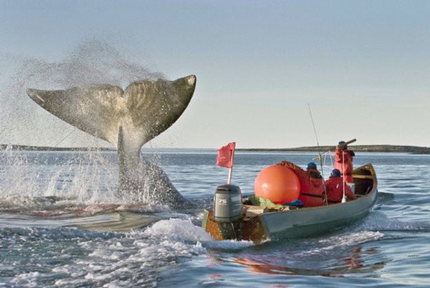 Места и страны где увидеть китов: календарь туриста