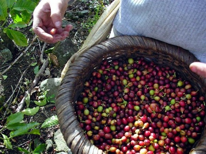 Немного о кофе и путешествиях на кофейные плантации