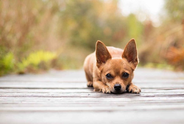 Будьте осторожны! 10 самых агрессивных пород собак