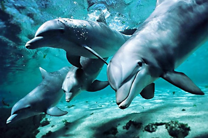 Животное дельфин: самые интересные факты о сне, разуме, языке дельфинов и другом