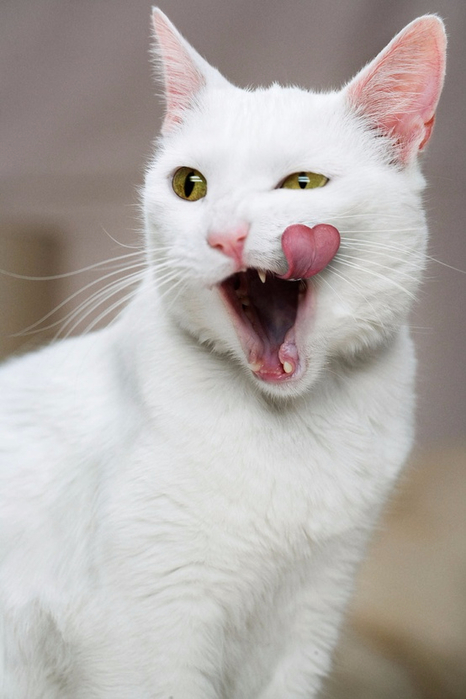 white cat with heart-shaped tongue picture (466x700, 239Kb)