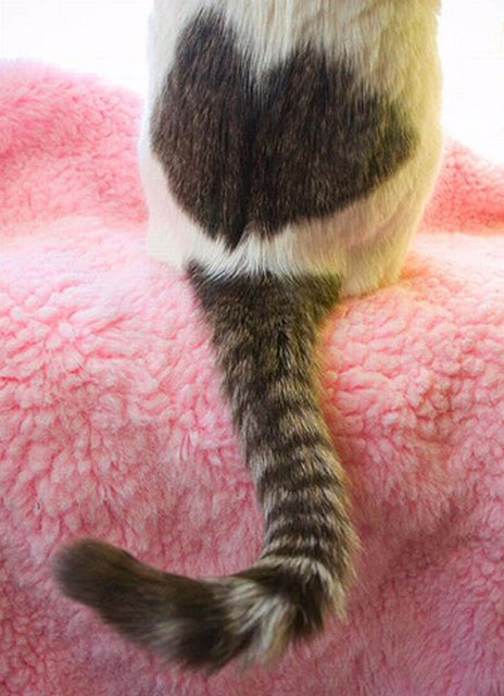 heart above a cat's tail picture (464x640, 272Kb)