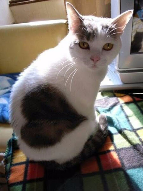 cat with heart fur pattern picture (480x640, 217Kb)