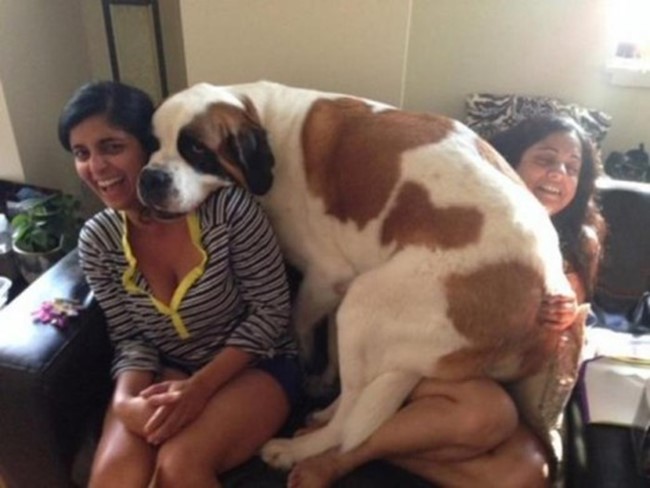 Фото: 20 огромных собак, которые все еще щенки в душе