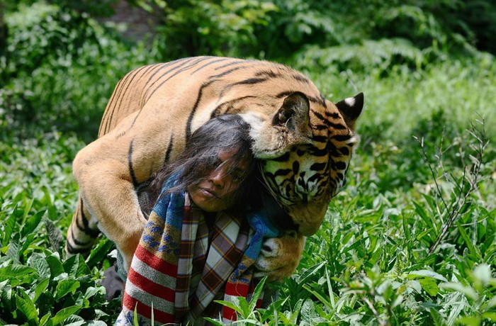 Тигр талисман живет в школе Индонезии: ласковый, как котёнок!