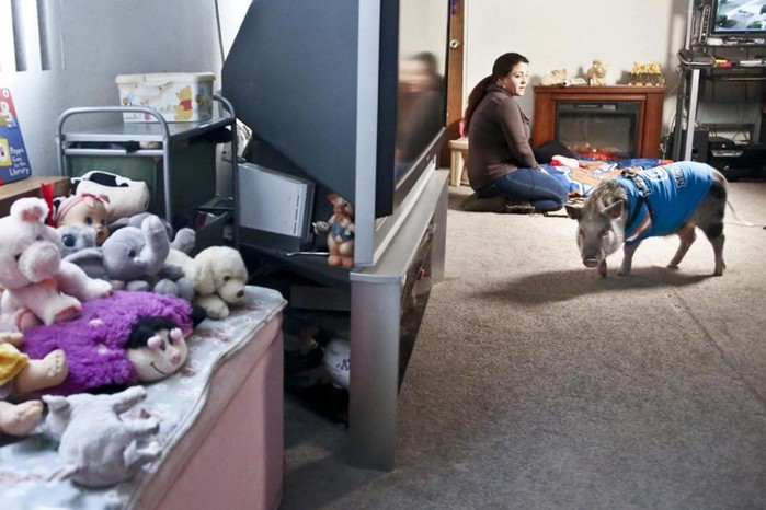 Свинья в Нью Йорке   фотографии поросенка в городской квартире матери и дочери