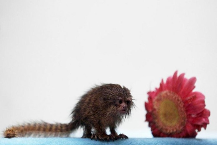 Самые маленькие животные в мире   фотографии удивительных созданий нашей планеты