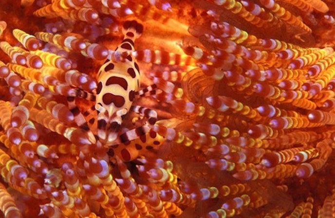 Камуфляж! 10 удивительных способов маскировки морских обитателей