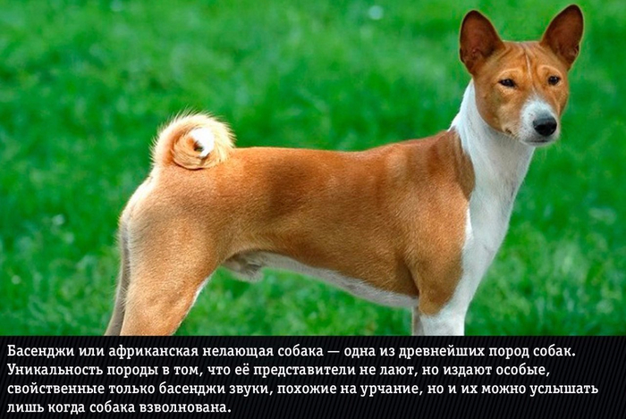 0 (700x469, 353Kb)