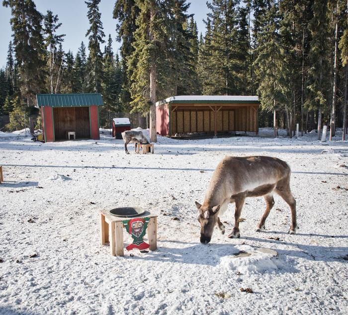 7-reindeer (700x634, 642Kb)