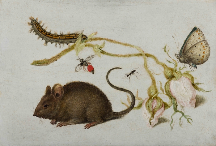 5229398_Naturmort_s_rozoi_mishu_i_nasekomimi_Still_life_with_a_rose_mouse_and_insects_8_h_11_5_med_maslo_Amsterdam_Fondation_P__et_N__de_Boer (700x472, 248Kb)