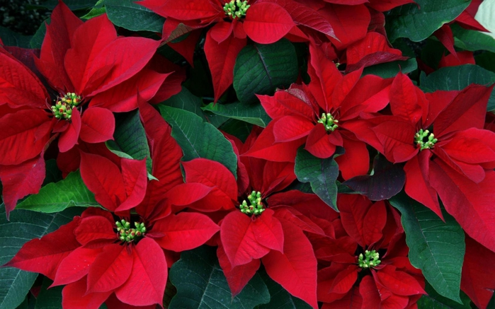 4843185_1_1_ (700x437, 240Kb)