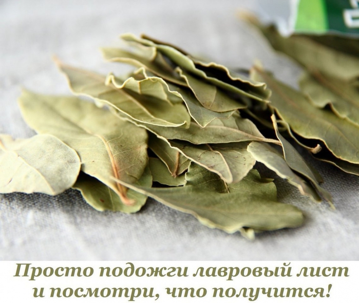 5365358_Prosto_podojgi_lavrovii_list_i_posmotri_chto_polychitsya (700x590, 241Kb)
