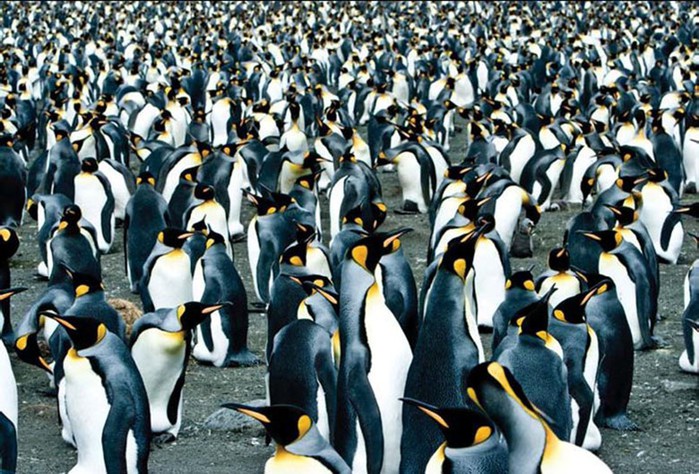 Императорские пингвины свободно живут в море