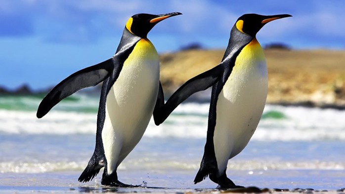 Императорские пингвины свободно живут в море