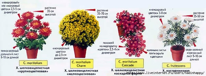 Обрезка хризантемы в горшке в домашних условиях 160