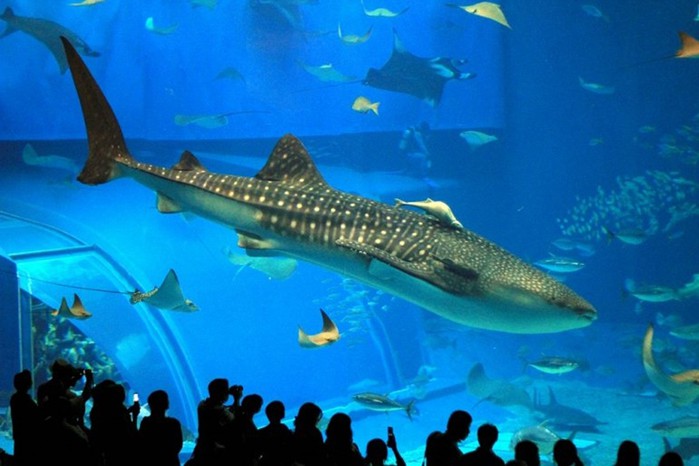 Китовая акула. Самая большая рыба в мире