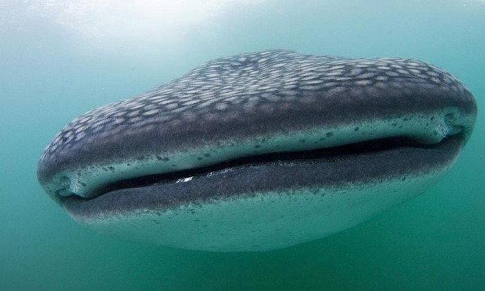 Китовая акула: самая большая рыба в мире