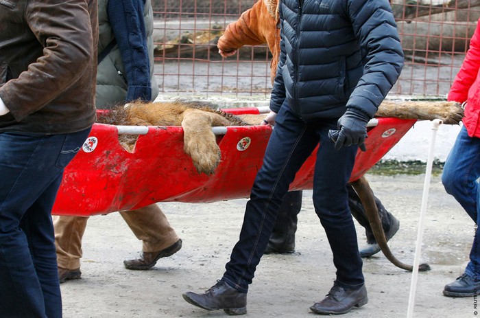 Криминальный «зоопарк» в Бухаресте
