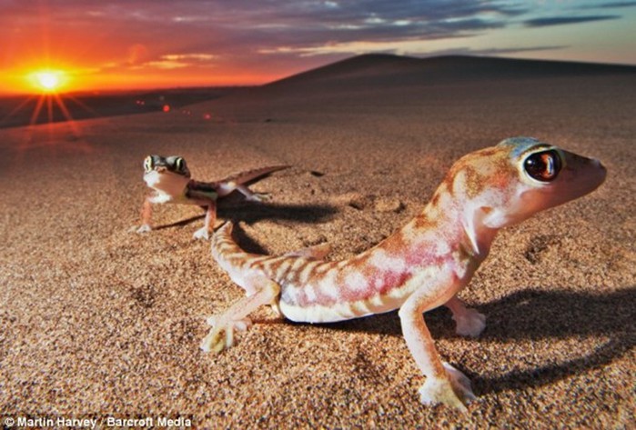 Намибийский перепончатолапый геккон пьёт воду из своих глаз