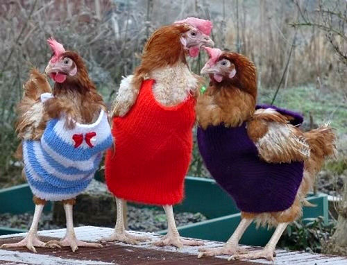 Knitted-Chicken-Sweaters-Free-Pattern- Я (500x382, 275Kb)