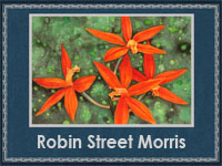Robin Street Morris (200x150, 56Kb)