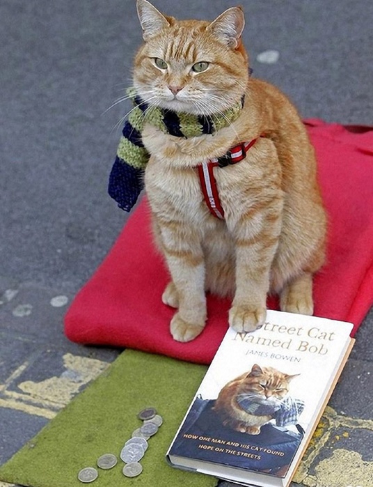 Книги про кота боба скачать fb2