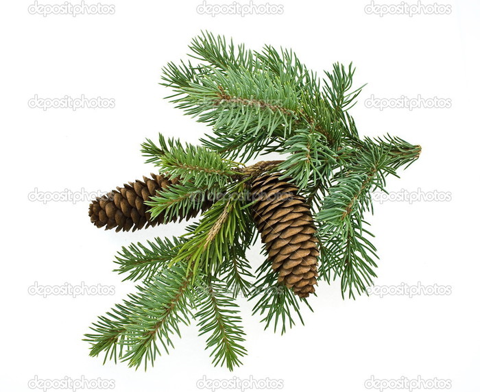 depositphotos_3857676-Fir-tree-branch-with-cones (700x572, 117Kb)