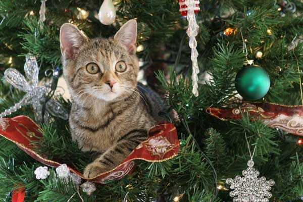 funny-cats-in-christmas-tree_3 (600x400, 224Kb)