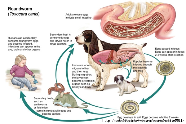 roundworm-2 (600x400, 165Kb)