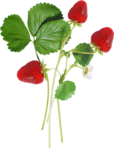  kit_strawberry fairy(03)DE (420x550, 267Kb)