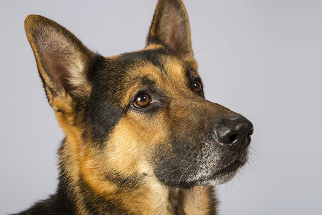 dog (640x427, 197Kb)